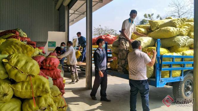 盈江土豆行情動態(tài)，種植希望，收獲自信與成就