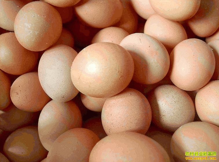 肇東雞蛋價(jià)格最新動(dòng)態(tài)，跟隨自然腳步，重拾內(nèi)心寧?kù)o與平和的探索之旅