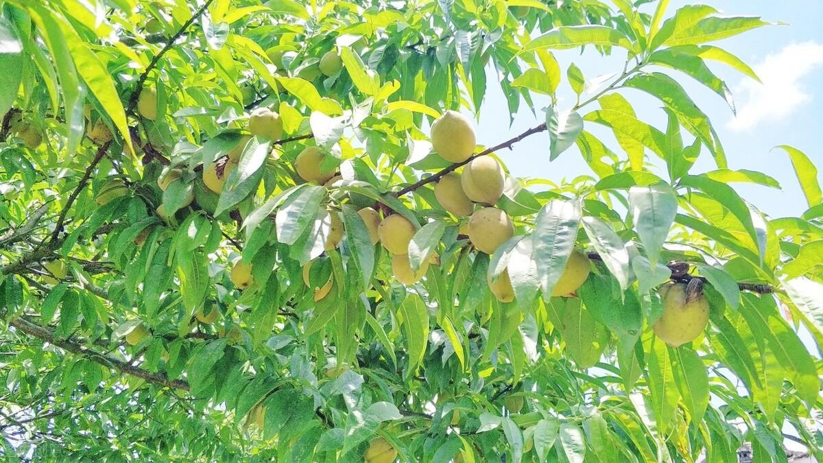 簡暗最新小說揭秘科技新品，智能生活體驗新紀(jì)元