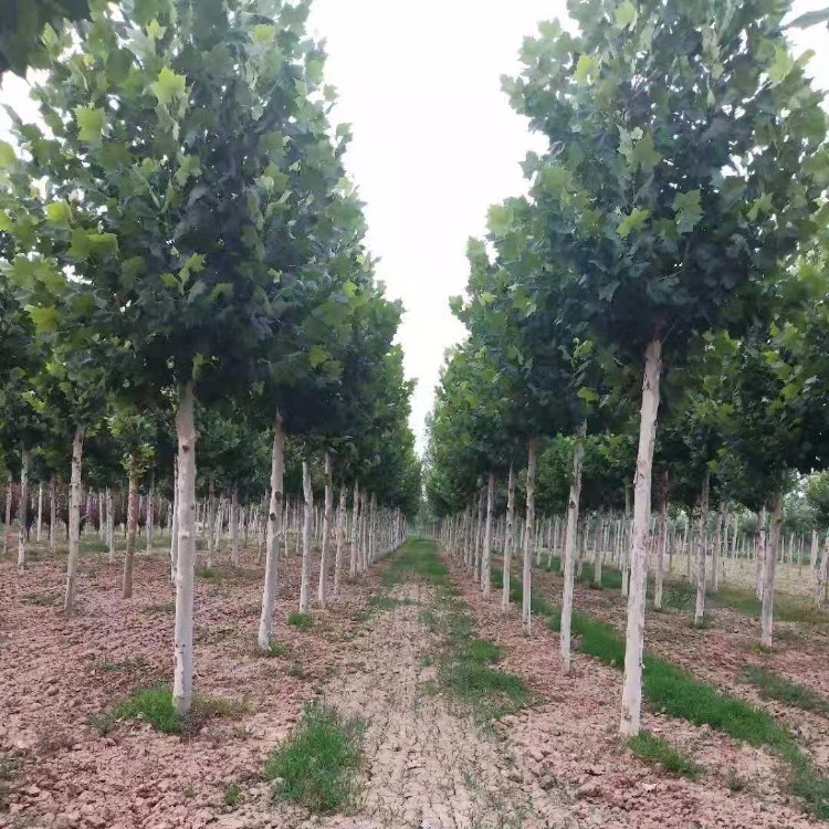 濟(jì)寧法桐最新報(bào)價(jià)及指南