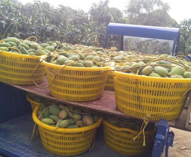 最新芒果品種揭秘，熱帶風(fēng)味的獨特魅力探索