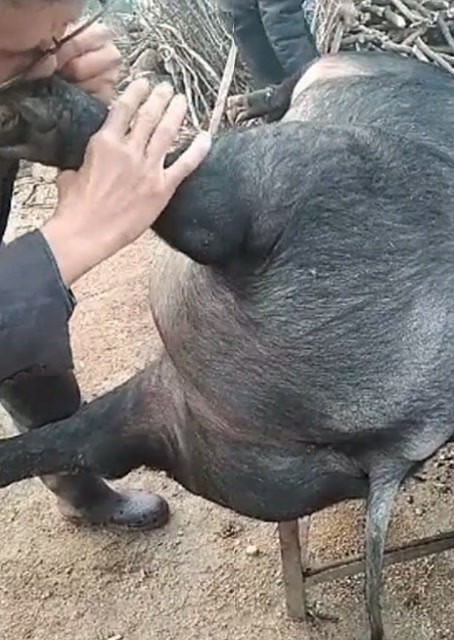 豬圈中的歡樂時(shí)刻，最新吹豬視頻集錦