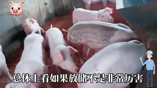 最新閹豬技巧步驟指南，專業(yè)方法與實(shí)用操作指南