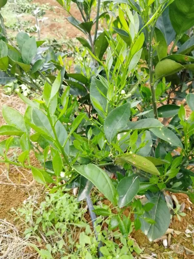 柑橘最新保果技術，開啟探索之旅，勵志無限可能