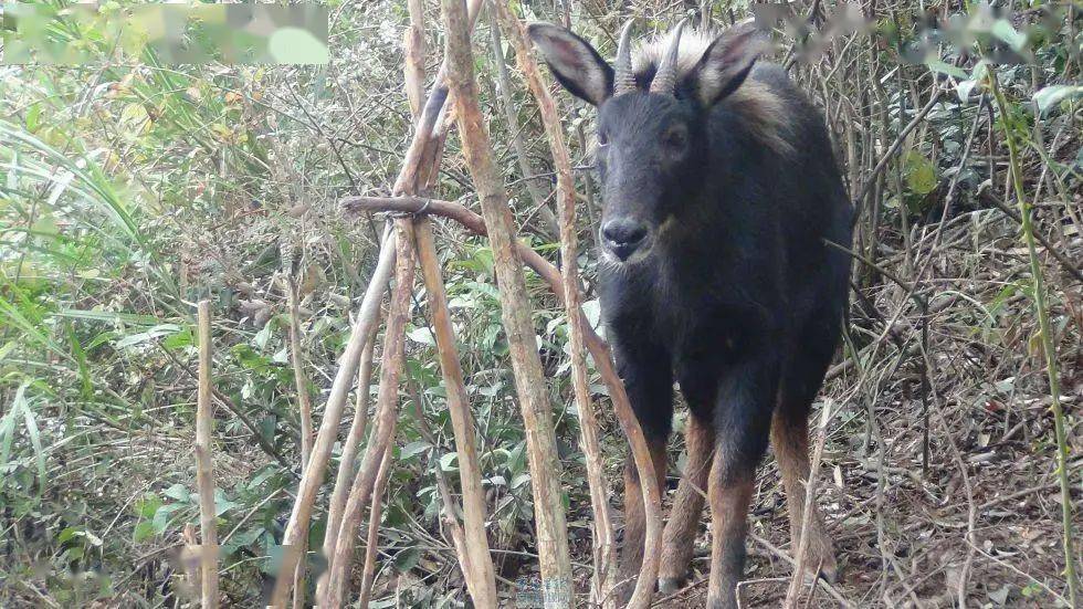 四不像正版資料2024,全面性解釋說明_SSB85.792并發(fā)版