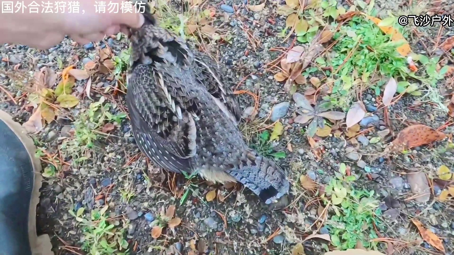 最新國外彈弓圖片集錦，自然美景的探索之旅