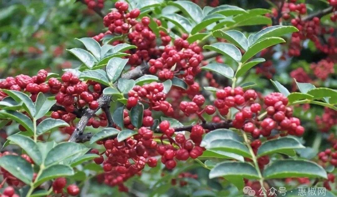 花椒價格最新行情2024，科技引領(lǐng)，椒香走向未來