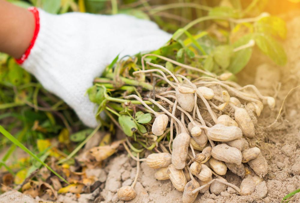 遼寧玉米最新價格動態(tài)，變化中的機遇，學(xué)習(xí)成就自信與收獲