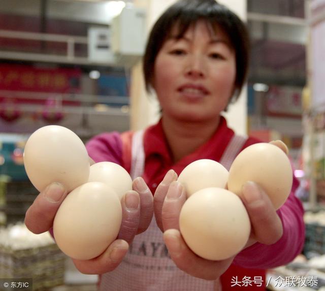 周口雞蛋今日最新價格，勵志故事背后的雞蛋價值探索