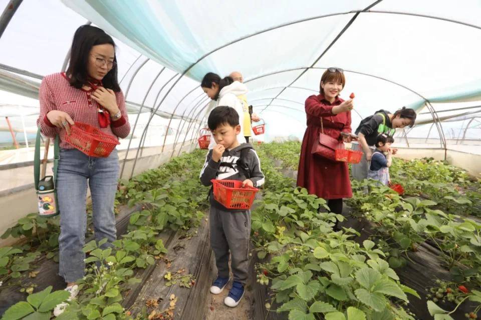 灃西新城馬王發(fā)展雙刃劍效應(yīng)，最新消息與影響分析