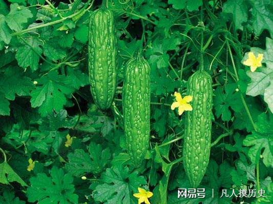 苦瓜最新網(wǎng)站，探索自然美景，尋找內(nèi)心寧靜的輕松之旅