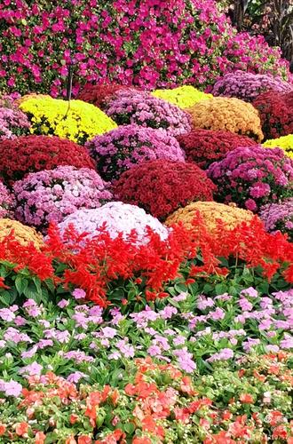 最新鮮花美景之旅，尋找內(nèi)心平靜的旅程