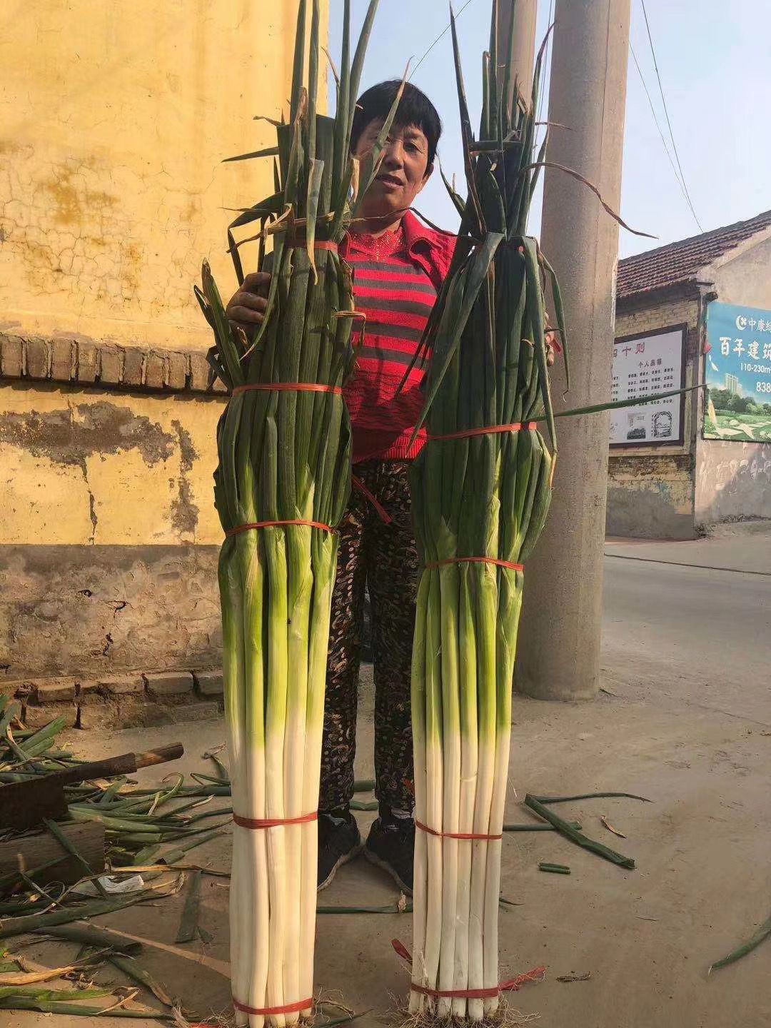 保定大蔥近期價(jià)格走勢(shì)，機(jī)遇與挑戰(zhàn)中的勵(lì)志力量