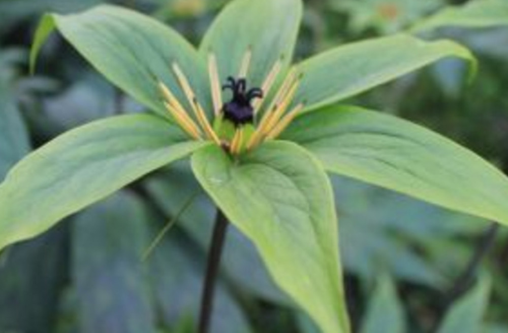 重樓最新價(jià)格全面解析與深度了解