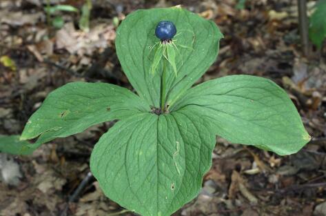 重樓最新價(jià)格全面解析與深度了解