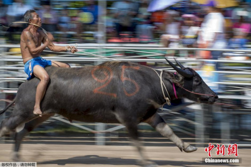 騎水牛比賽，傳統(tǒng)競技的魅力與爭議展現