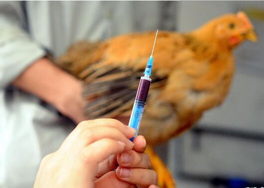 病情最新圖片獲取與分析指南，圖片獲取及分析步驟詳解