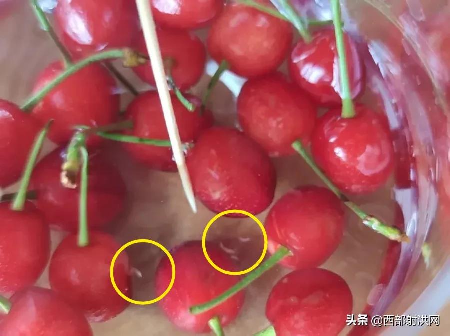 射洪上市公司，小巷深處的獨(dú)特風(fēng)味揭秘