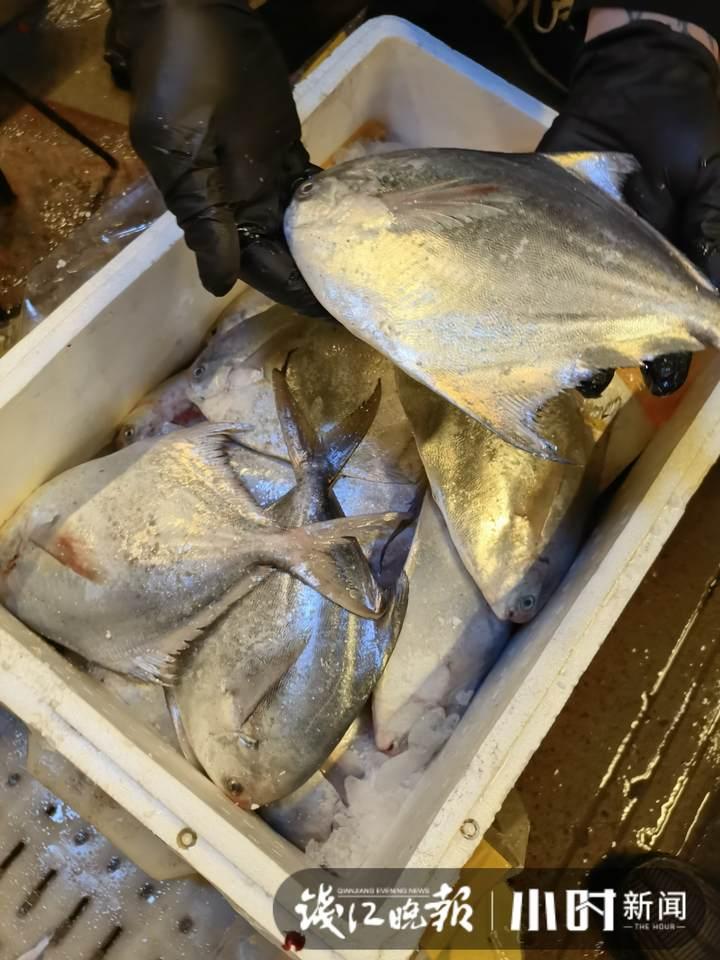 帶魚行情，一場(chǎng)海鮮盛宴的溫馨之旅