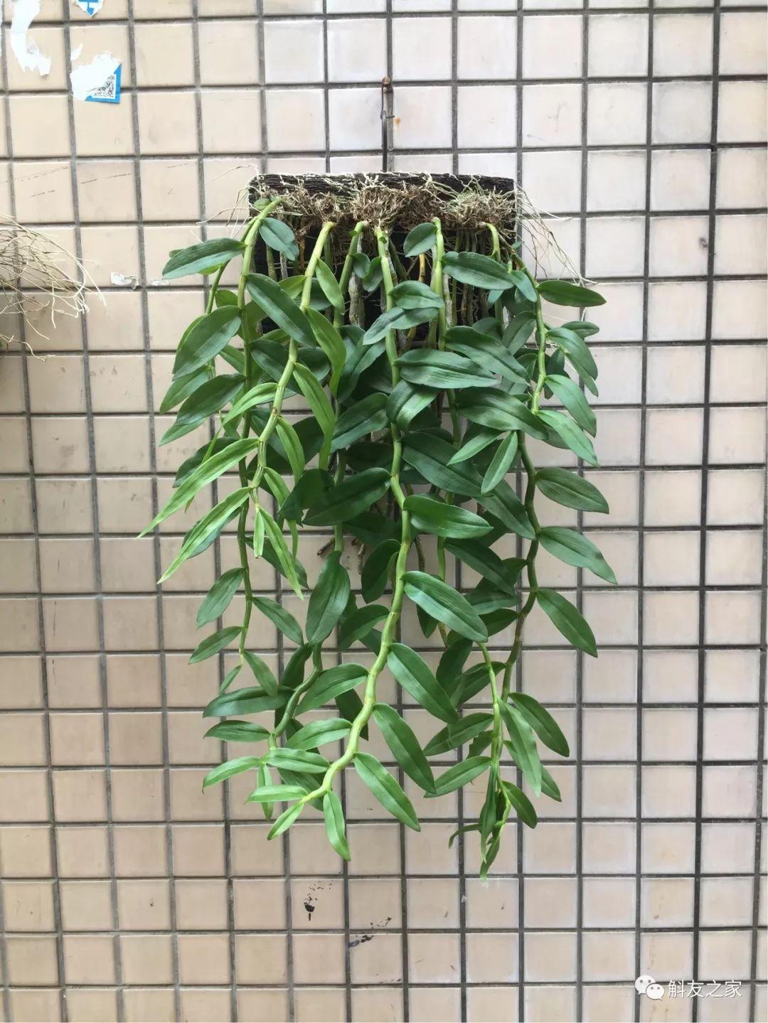 三寧復(fù)合肥最新報(bào)價(jià)及推薦，優(yōu)質(zhì)肥料選擇指南