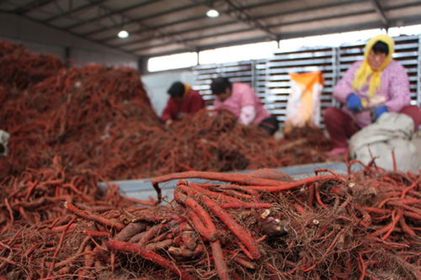 科技賦能下的丹參行情，生活因丹參而多彩