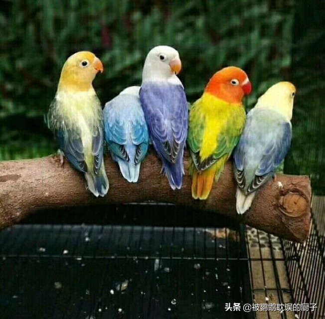 牡丹鸚鵡最新報價，市場走勢分析與選購指南