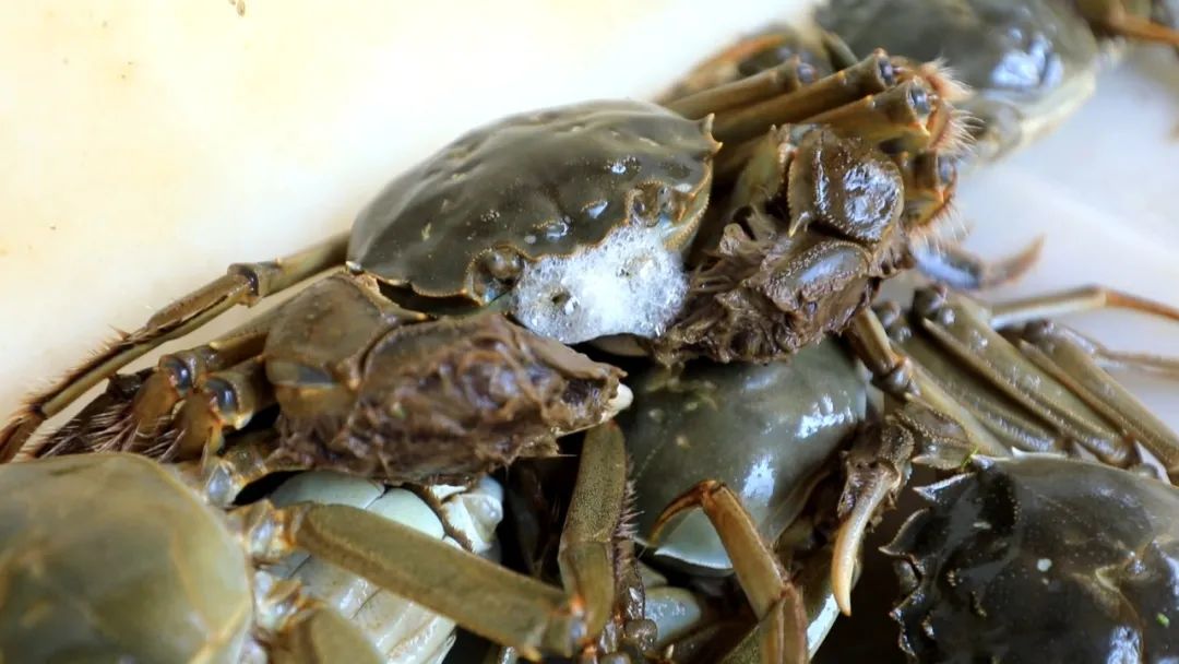 最新蟹類養(yǎng)殖技術(shù),最新蟹類養(yǎng)殖技術(shù)——科技重塑水生世界，開(kāi)啟蟹類養(yǎng)殖新紀(jì)元