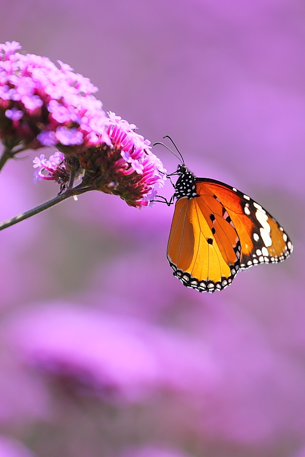 紫蝶舞動(dòng)新篇章，任務(wù)完成與技能學(xué)習(xí)指南