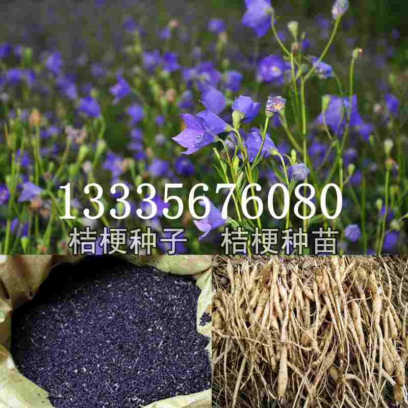 桔梗種子價格揭秘，成長旅程與自信綻放之路
