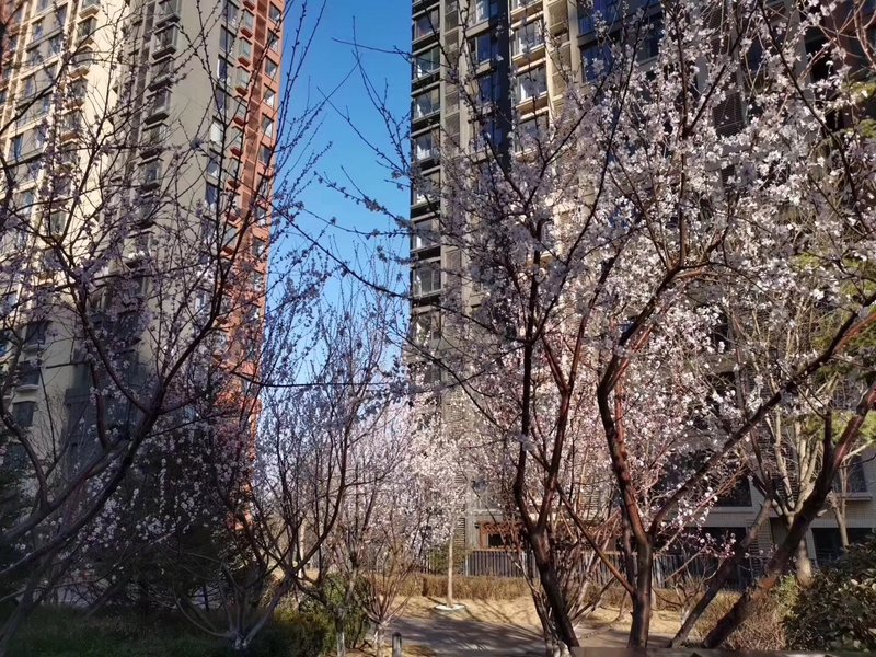 燕郊房?jī)r(jià)動(dòng)態(tài)更新，科技引領(lǐng)房產(chǎn)新紀(jì)元，最新資訊速遞