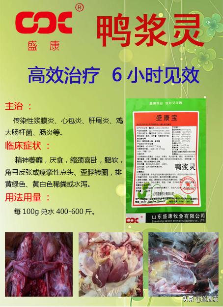 現(xiàn)在鴨苗行情詳解，選購、養(yǎng)殖與盈利的全方位指南