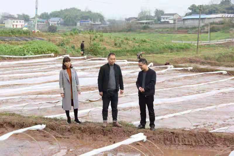 合川土場最新動態(tài)更新，今日最新資訊速遞
