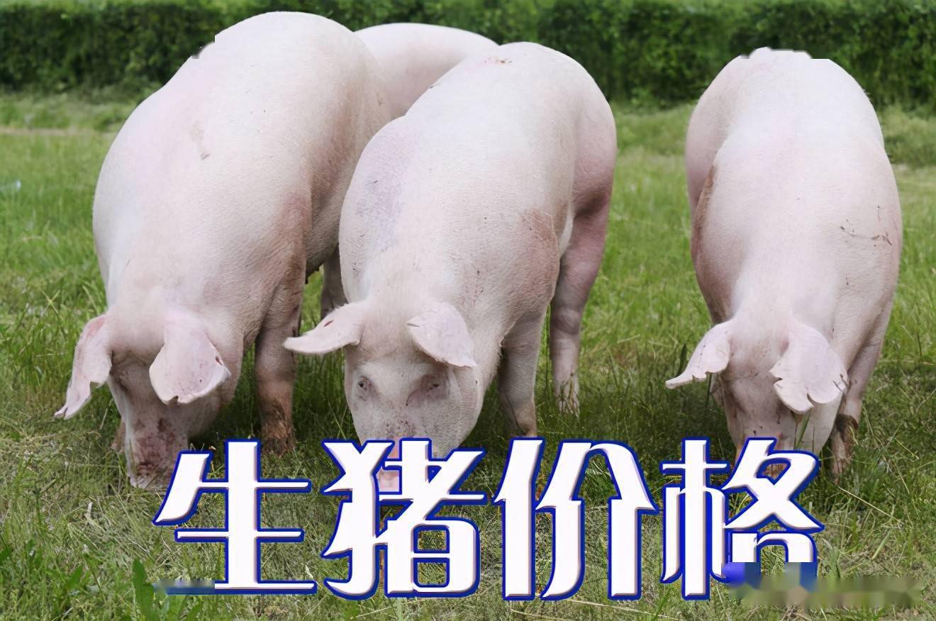濰坊今日生豬價(jià)格探索，一場(chǎng)綠色之旅尋找內(nèi)心平靜