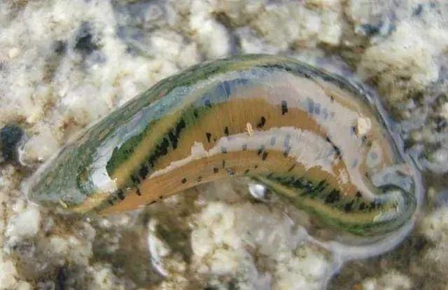 石斑魚孵化技術(shù)革新詳解，從入門到精通的孵化指南