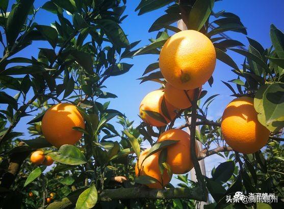 贛州上市公司，閃耀未來(lái)，共創(chuàng)繁榮時(shí)代！