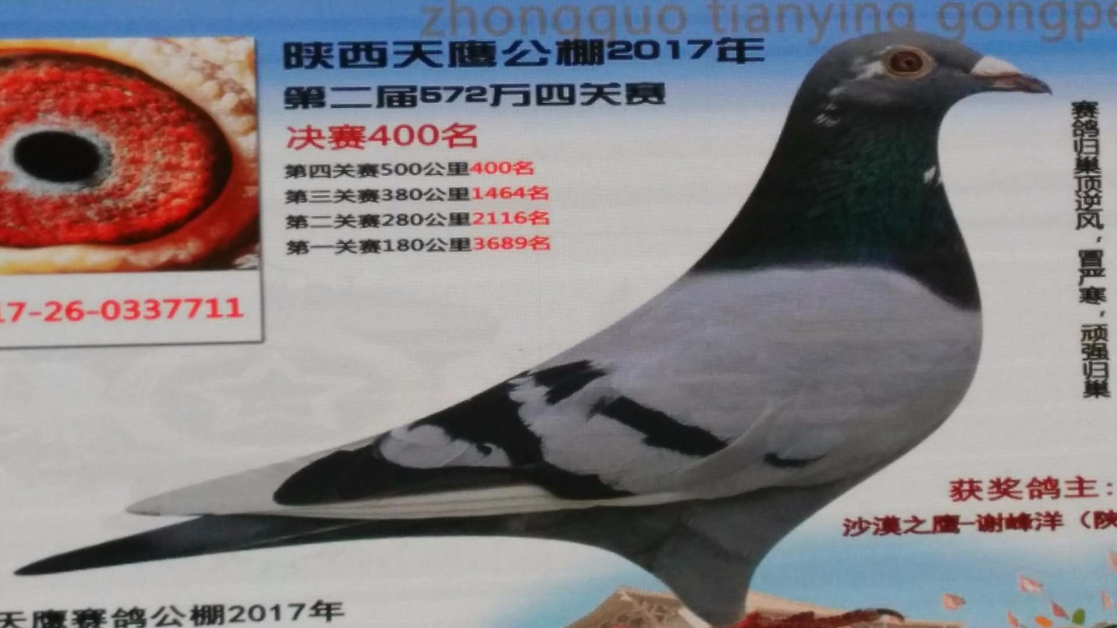 天鷹公棚歷程回顧，最新消息鑄就輝煌篇章