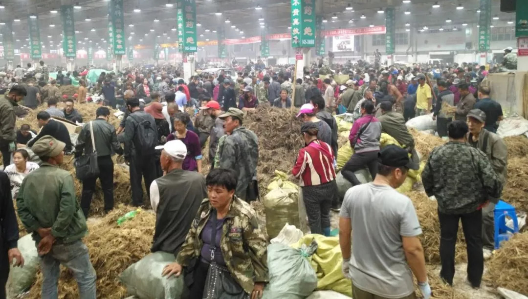 萬良人參市場最新動態(tài)揭秘，日常奇遇與溫情紐帶