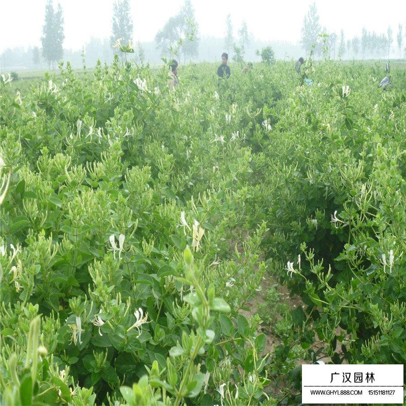 金銀花最新行情與機遇，價格變動中的自信與成就感之源