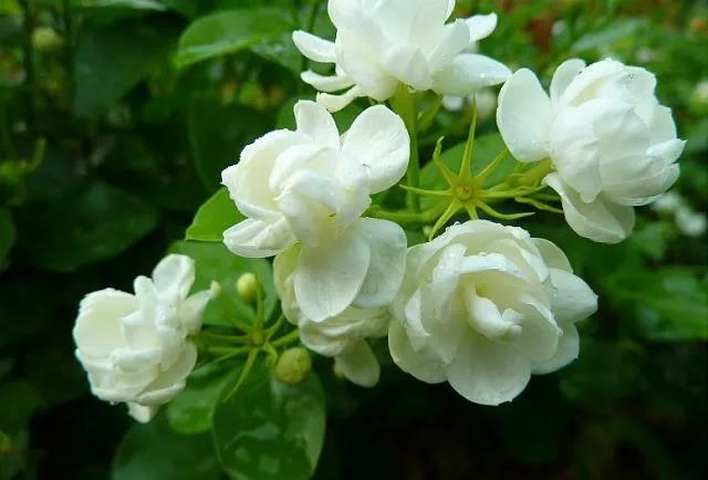花香滿園最新章節(jié)獲取攻略，輕松閱讀新書章節(jié)的步驟