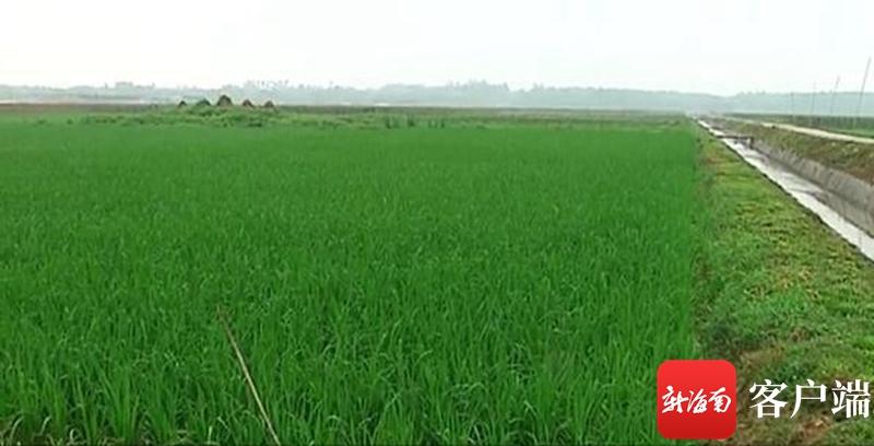 澄邁最新動(dòng)態(tài)，自然美景探索之旅，尋覓內(nèi)心平和與寧靜的旅程