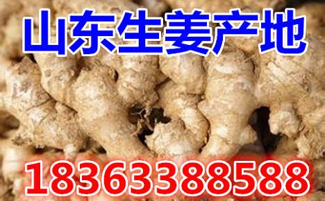 鮮姜最新價(jià)格揭秘，自然美景背后的旅行探索之旅