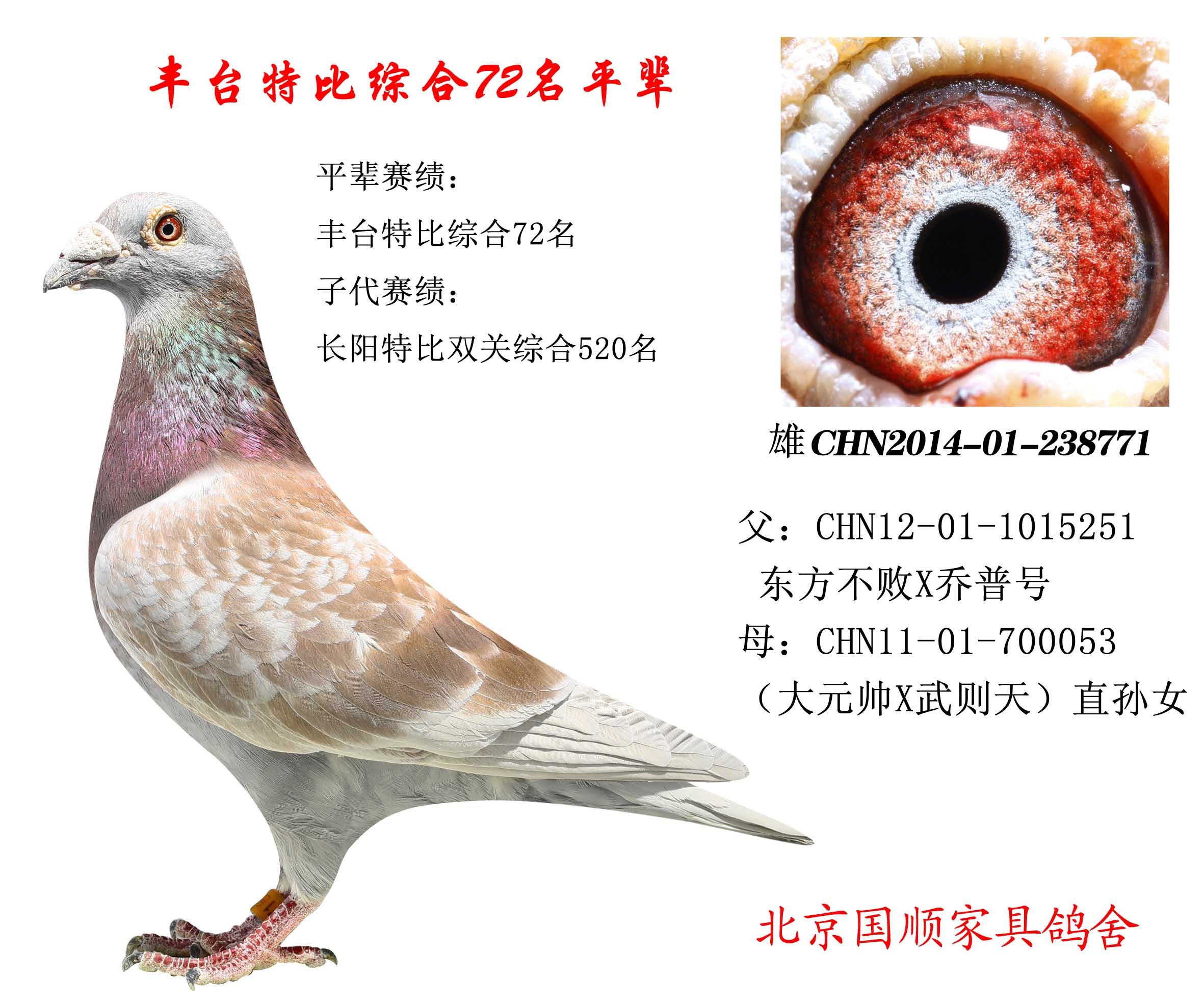 豐臺(tái)信鴿最新賽事指南，參賽步驟與賽事概覽