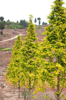 最新彩葉樹(shù)種種植與養(yǎng)護(hù)指南，從選種到養(yǎng)護(hù)一步到位！