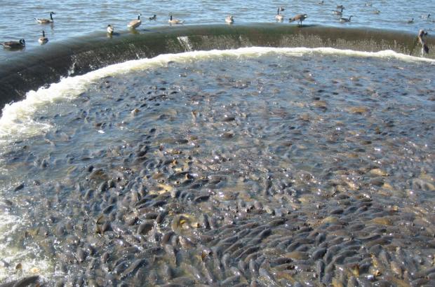 美國鯉魚成災(zāi)背后秘密揭秘，鯉魚泛濫與小巷獨(dú)特小店的故事