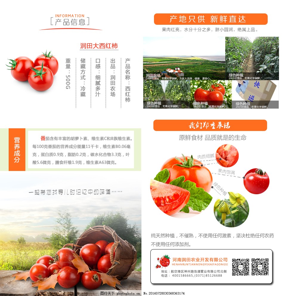 安徽西紅柿產(chǎn)地探秘，自然美景與鮮美西紅柿的邂逅之旅