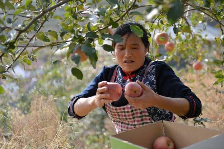 沂源蘋果最新價(jià)格，綠色之旅帶來(lái)內(nèi)心的平靜