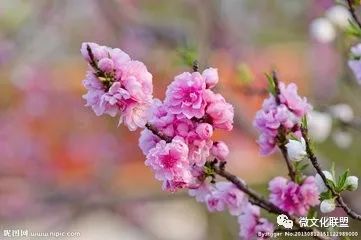 科技巔峰之作桃花開啟未來(lái)生活新紀(jì)元，最新章節(jié)預(yù)覽