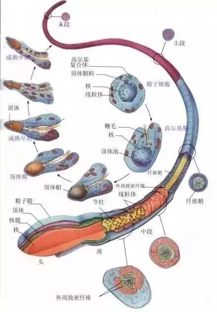 窩精子最新，小巷中的秘密風(fēng)味探索