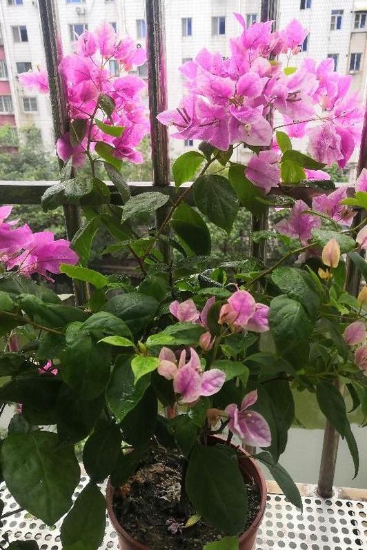 小巷深處的獨(dú)特花語(yǔ)，最新殘花之美