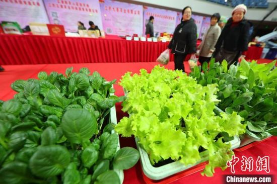 南京最新蔬菜，時代味道與文化脈絡(luò)的融合